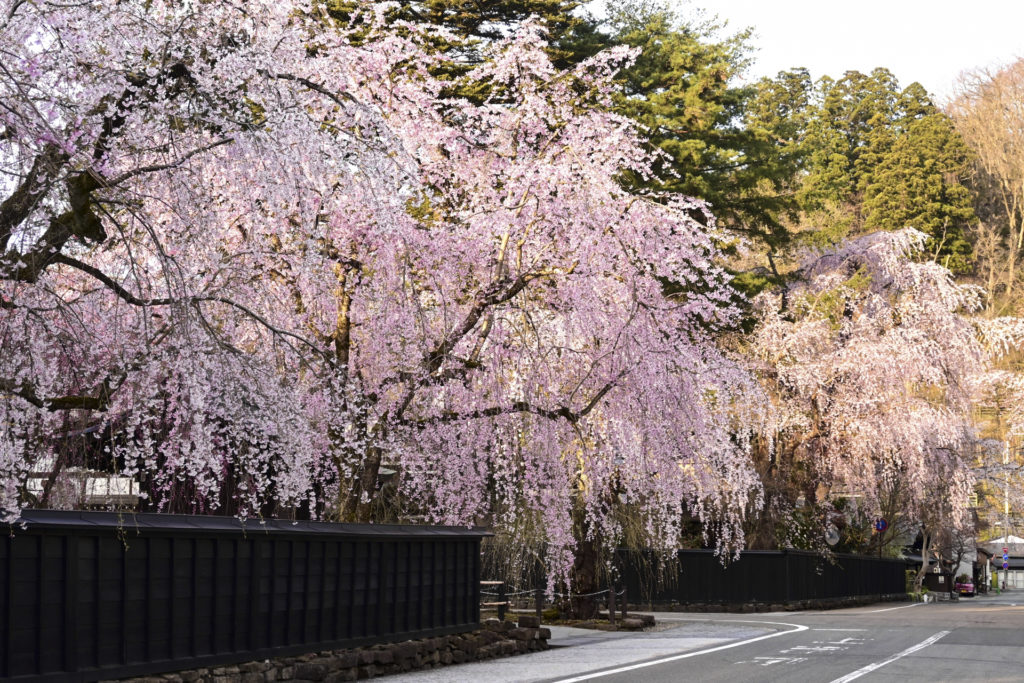 角館の桜まつりは4月中旬から～武家屋敷通りは四季を通じて彩り豊か