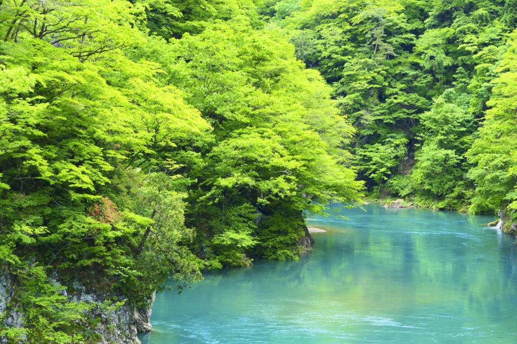 5月、新緑の抱返り渓谷～神秘的な水の色と新緑の美しいコントラストが見られる
